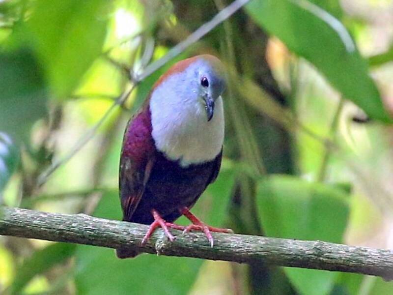 Palau Ground Dove, Photos 2
