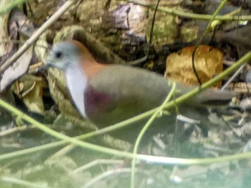 Palau Ground Dove, Photos 3