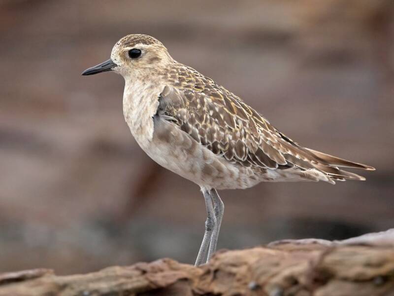 Pacific Golden-Plover, Photos 2