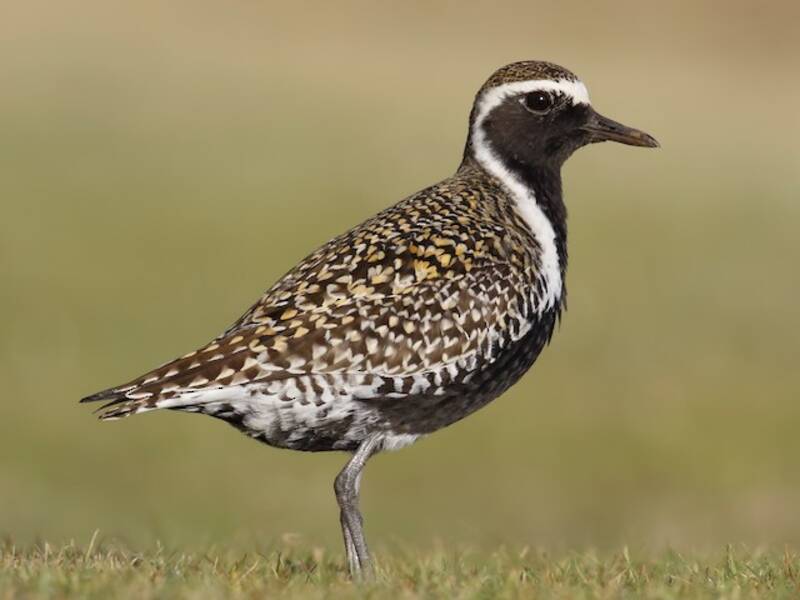 Pacific Golden-Plover, Photos 4