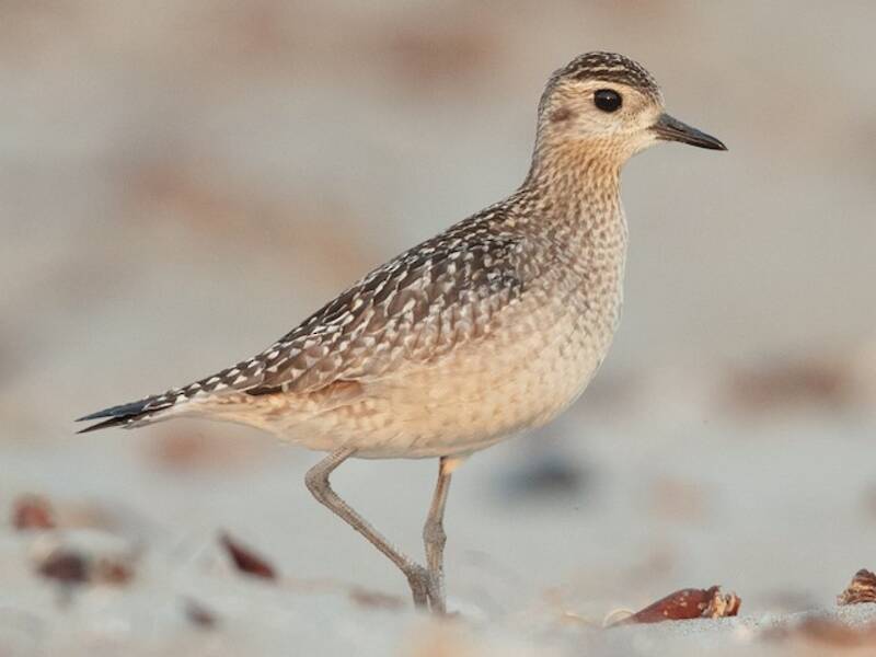 Pacific Golden-Plover, Photos 3