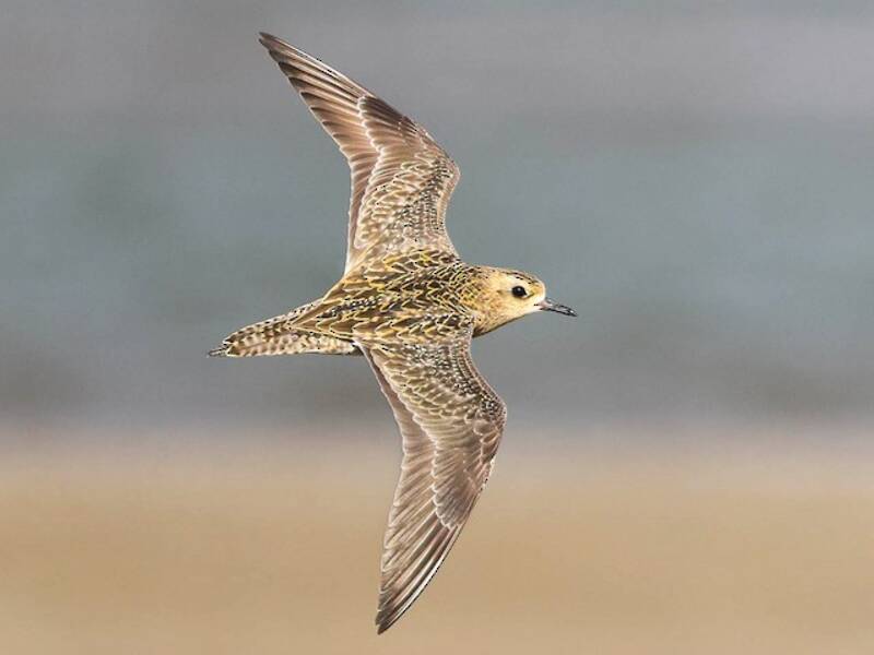 Pacific Golden-Plover (Pluvialis fulva)