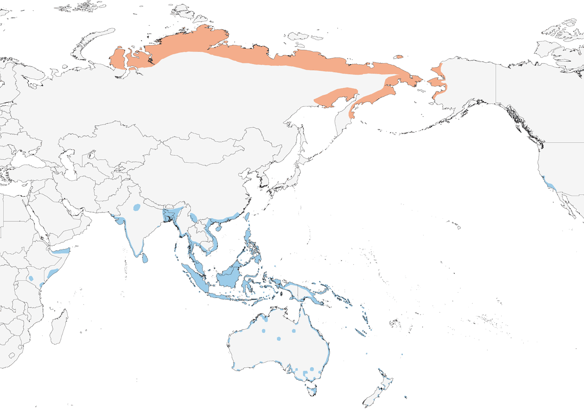 Pacific Golden-Plover, Distribution 1