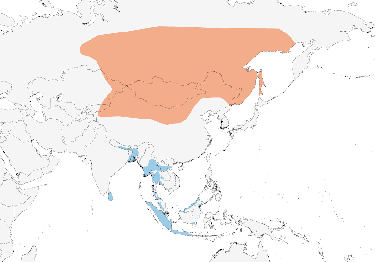 Buscarla de Pallas, Distribución 1