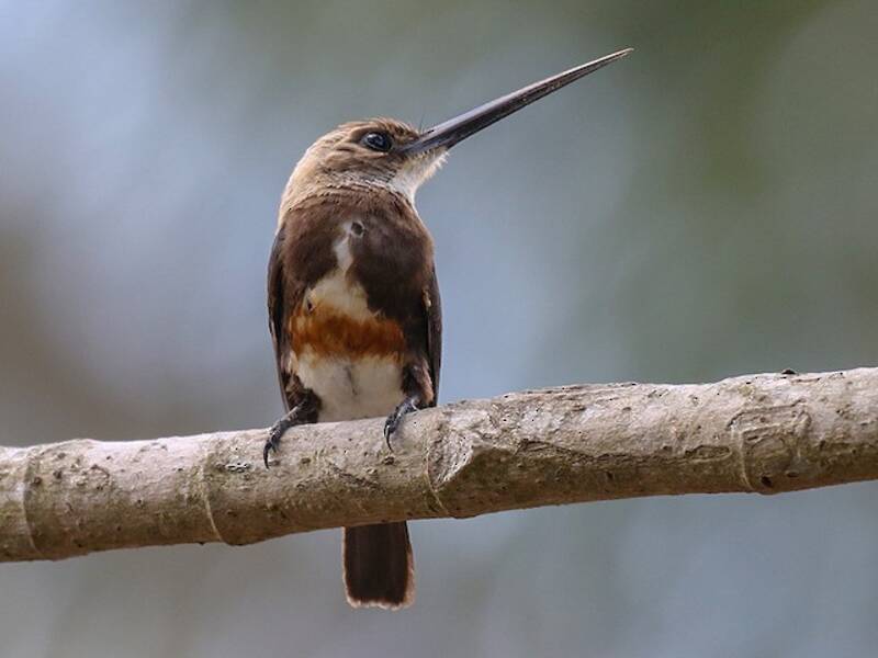 Pale-headed Jacamar, Photos 3