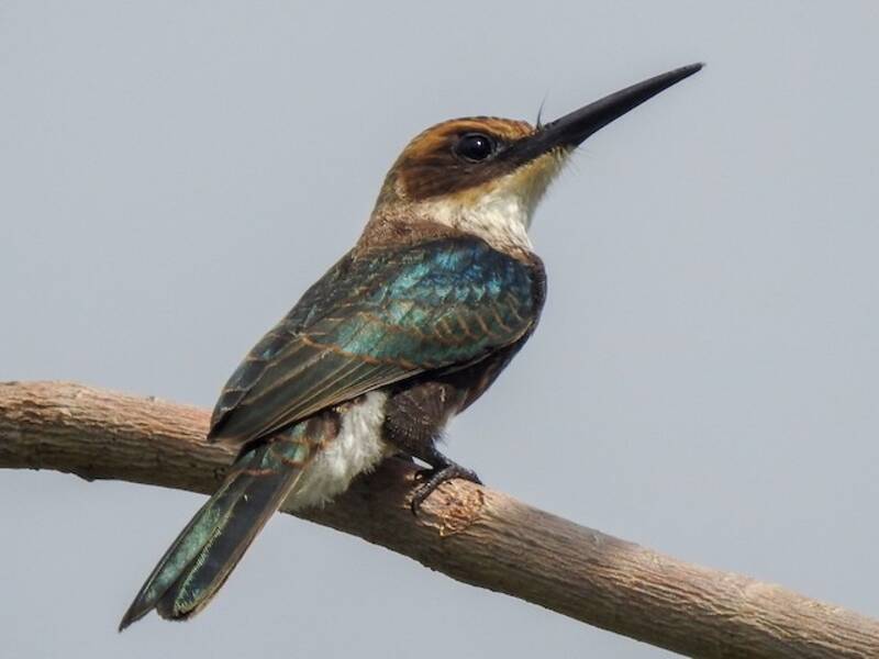 Pale-headed Jacamar, Photos 2