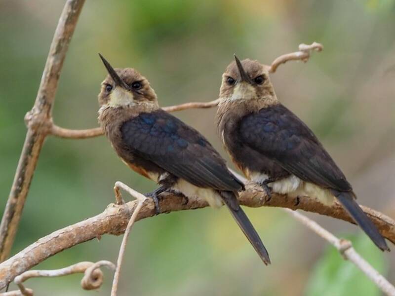 Pale-headed Jacamar