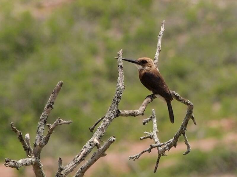 Pale-headed Jacamar, Photos 4