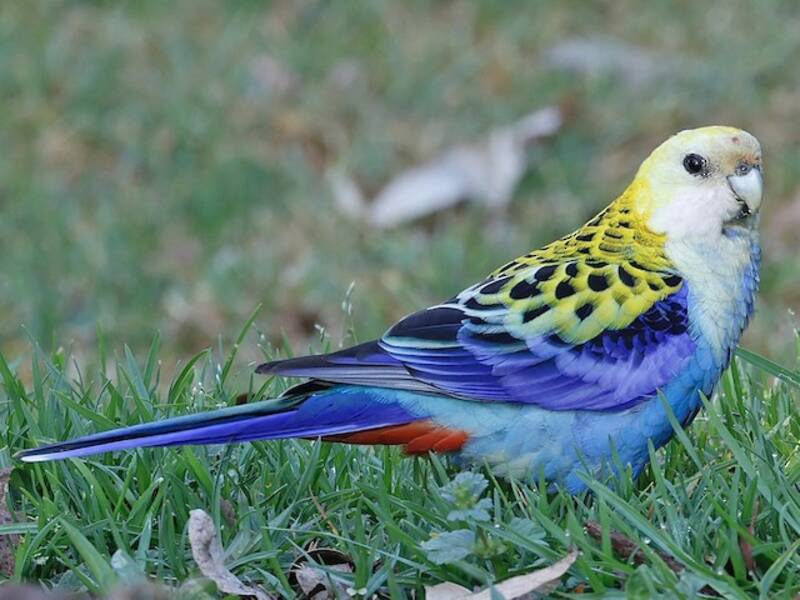 Pale-headed Rosella, 照片 3