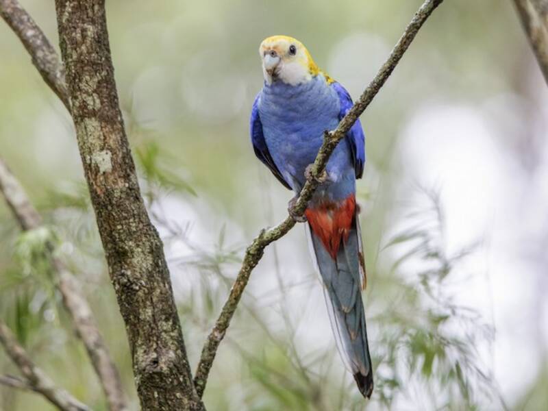 Pale-headed Rosella, 照片 4