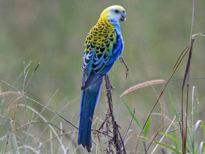 Pale-headed Rosella