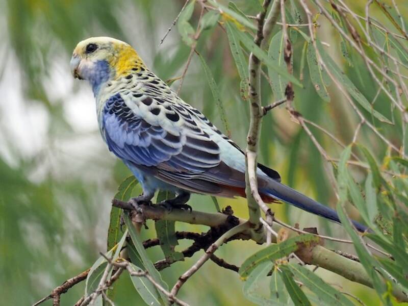 Pale-headed Rosella, 照片 2