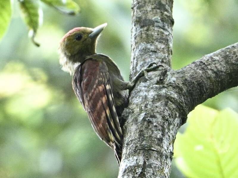 Pale-headed Woodpecker, Photos 3