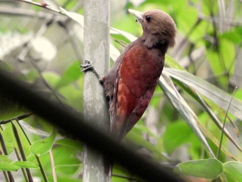Pale-headed Woodpecker, Photos 4