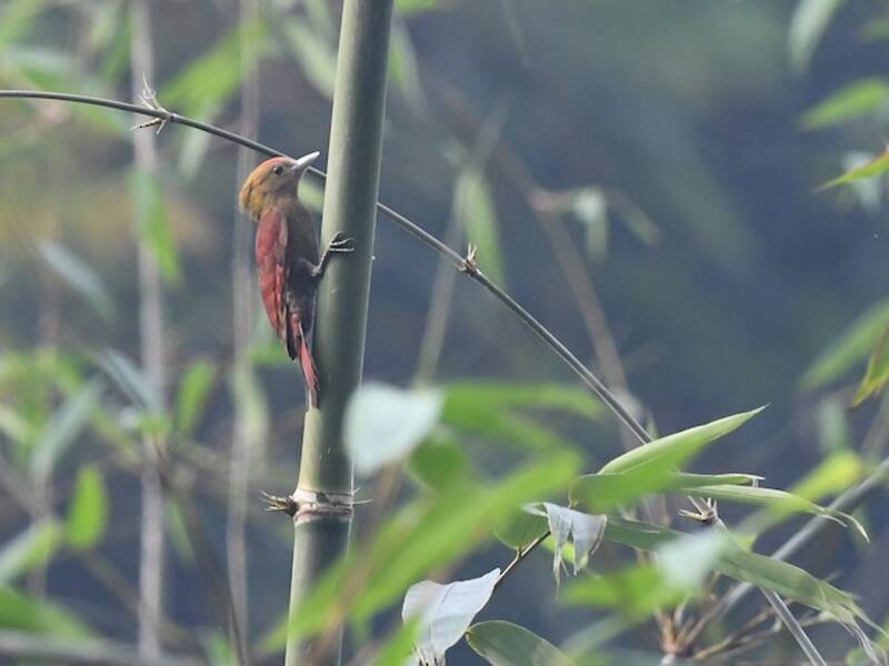 Pale-headed Woodpecker, Photos 2