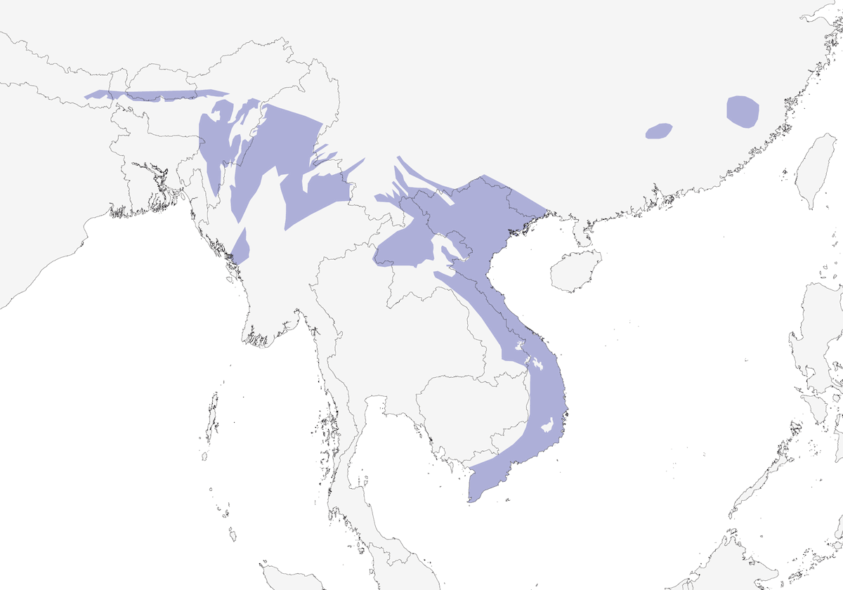 Pale-headed Woodpecker, Distribution 1