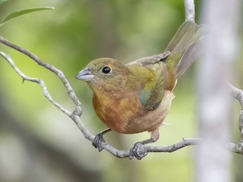 Painted Bunting (Passerina ciris)