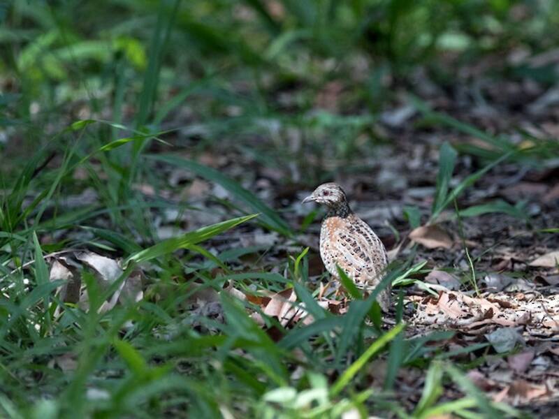 Painted Buttonquail