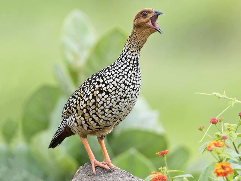 Painted Francolin