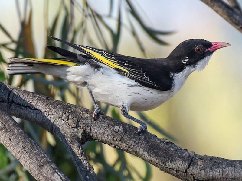 Painted Honeyeater (Grantiella picta)