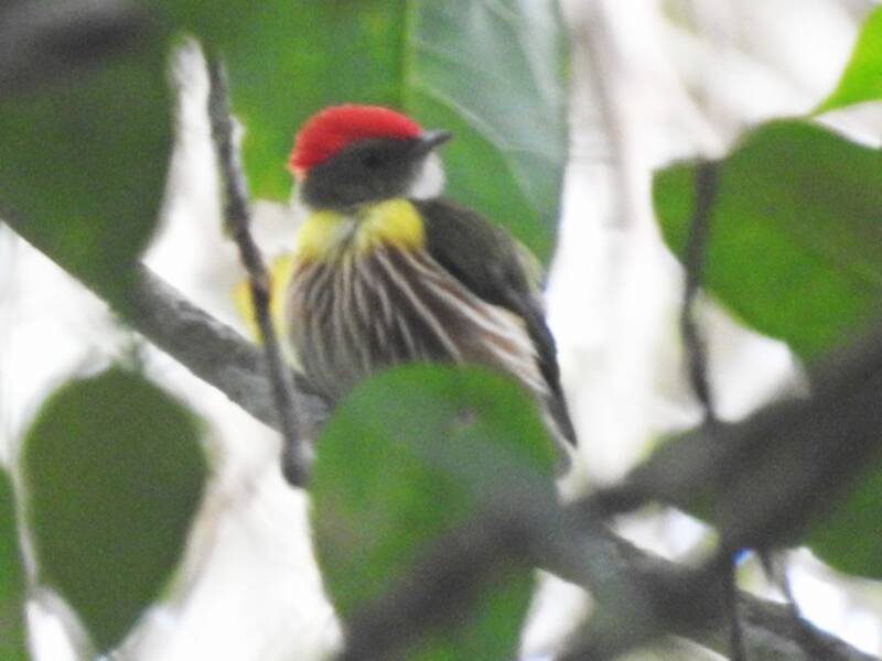 Manakin vitellin, Photos 3