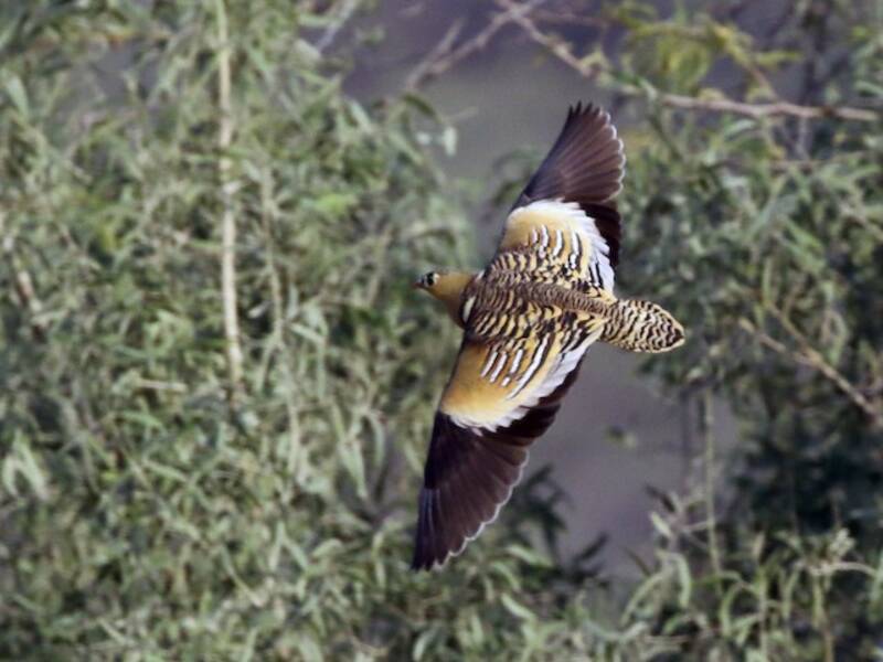 Painted Sandgrouse, Photos 2