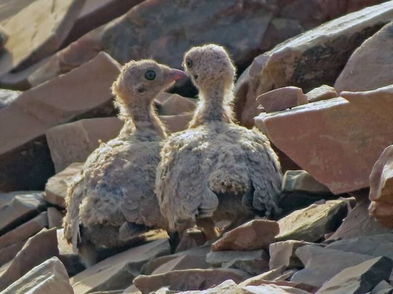 Painted Sandgrouse, Photos 3