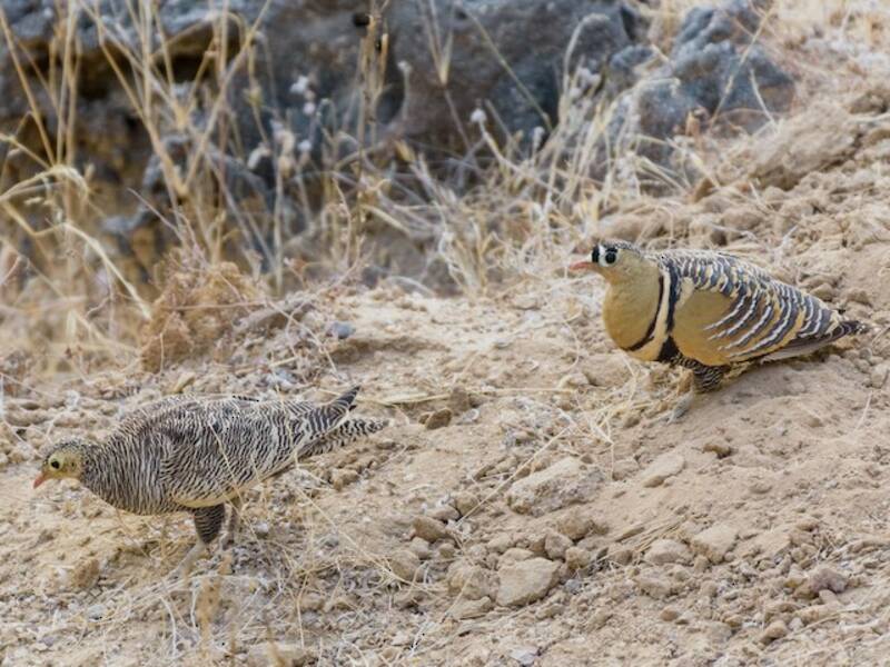 Painted Sandgrouse, Photos 4