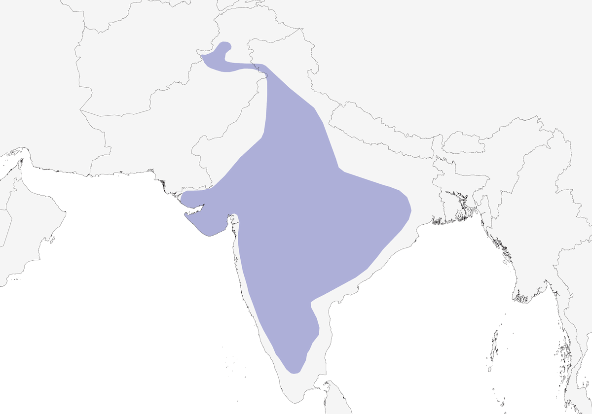 Painted Sandgrouse, Distribution 1