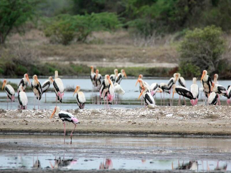 Painted Stork (Mycteria leucocephala)