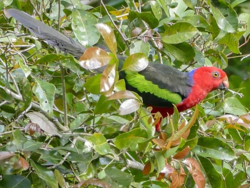Papua-Königspapagei, Fotos 2