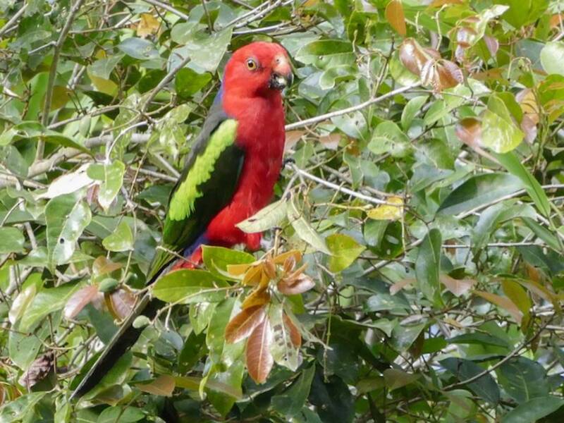 Papua-Königspapagei