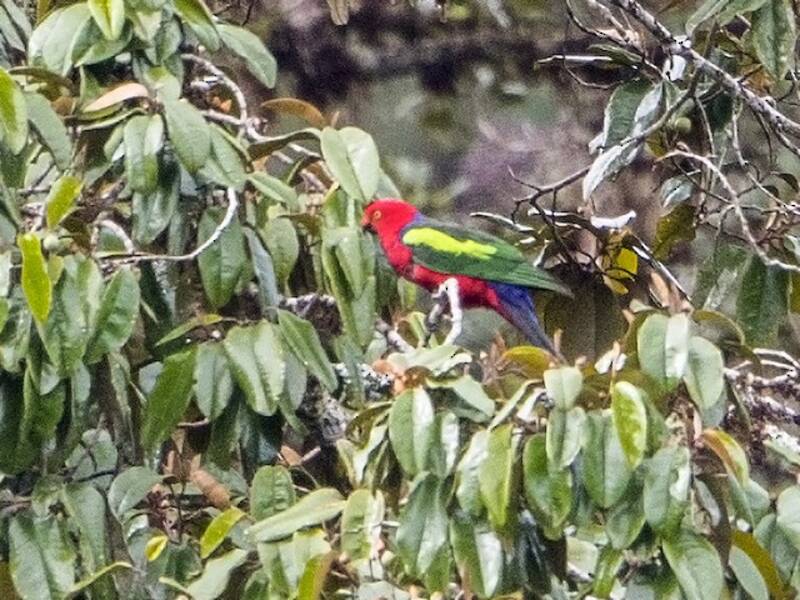 Papua-Königspapagei, Fotos 4