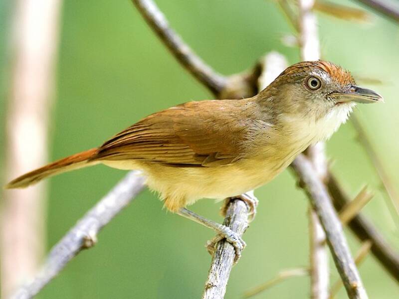 Palawan Babbler, Photos 3