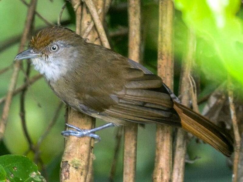 Palawan Babbler, Photos 2