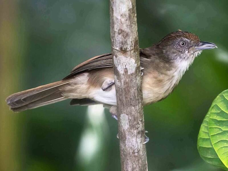 Palawan Babbler, Photos 4