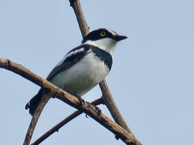 Blassbatis, Fotos 3