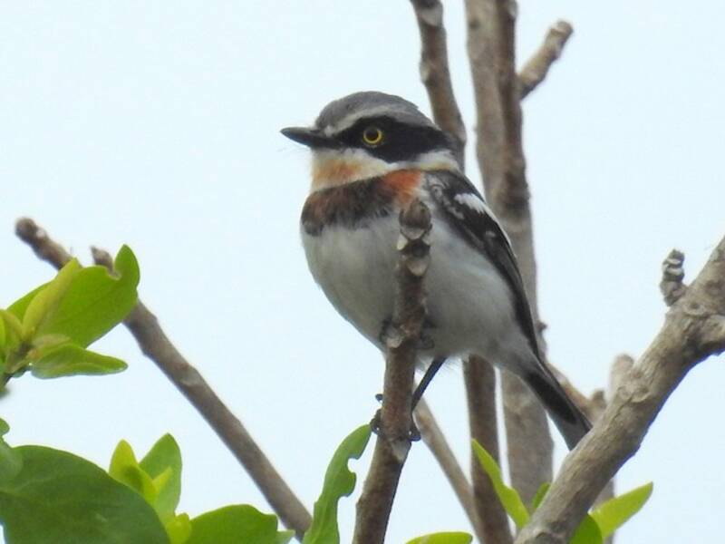 Blassbatis, Fotos 2