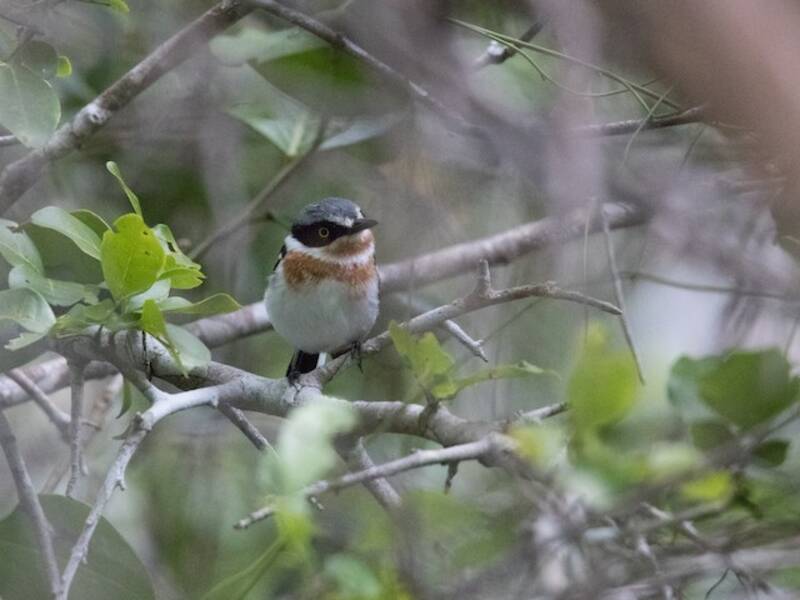 Blassbatis, Fotos 4