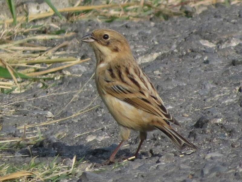 Pallas's Bunting