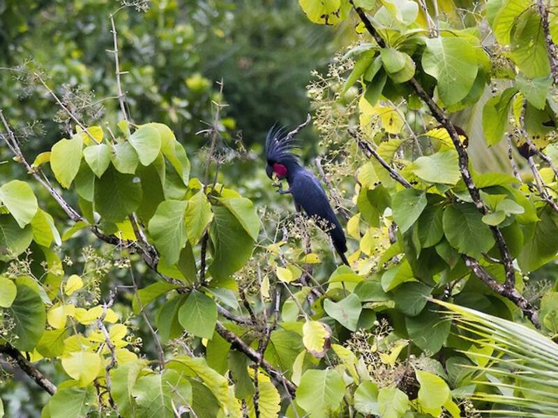 Palm Cockatoo (Probosciger aterrimus)