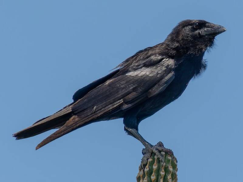Hispaniolan Palm-Crow, Photos 4