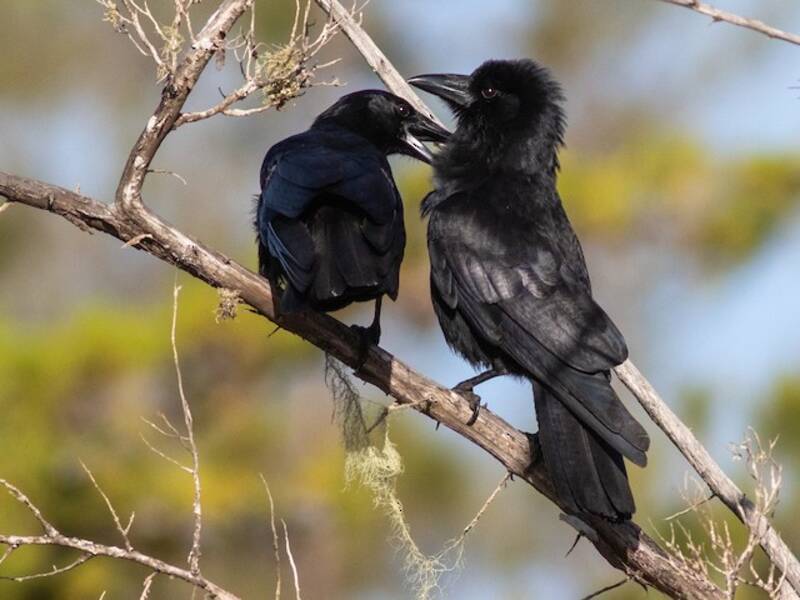 Hispaniolan Palm-Crow, Photos 3