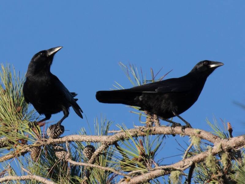 Hispaniolan Palm-Crow, Photos 2