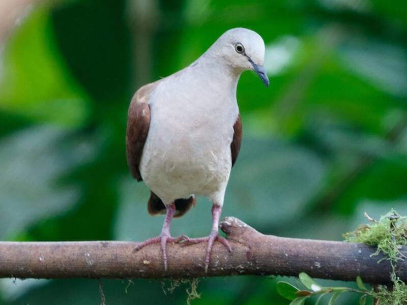 Pallid Dove, 照片 2