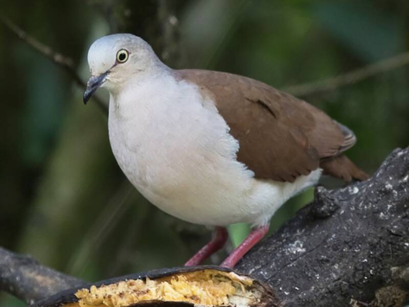 Pallid Dove, 照片 3