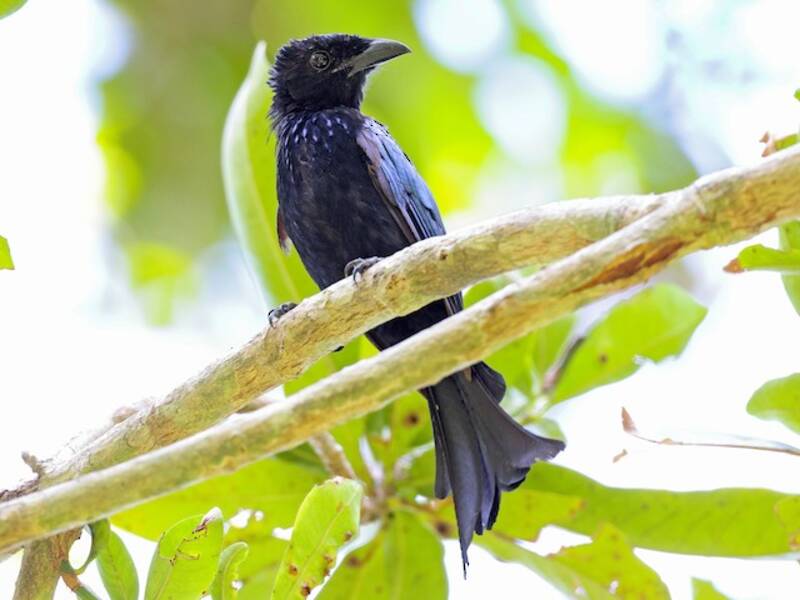 Drongo di Palawan, Foto 3