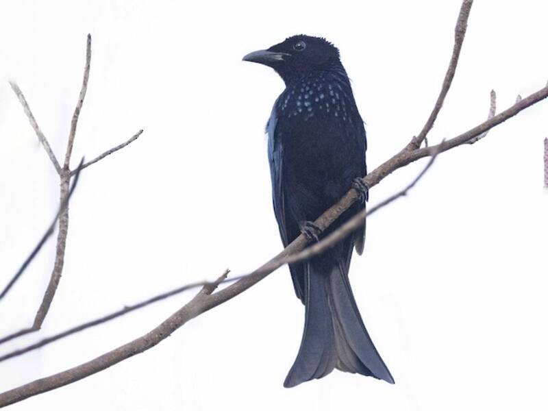 Palawan-Drongo
