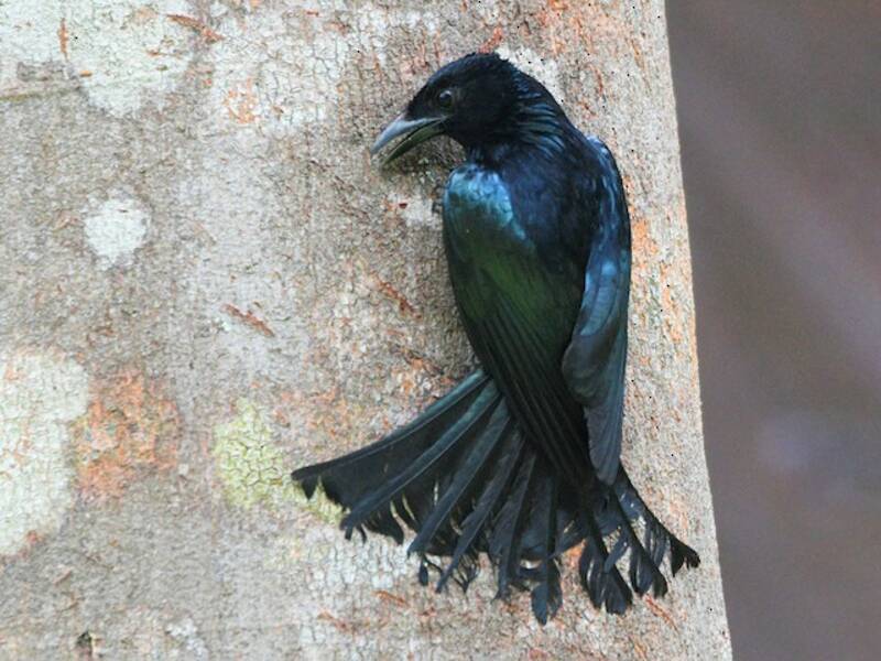 Drongo di Palawan, Foto 2