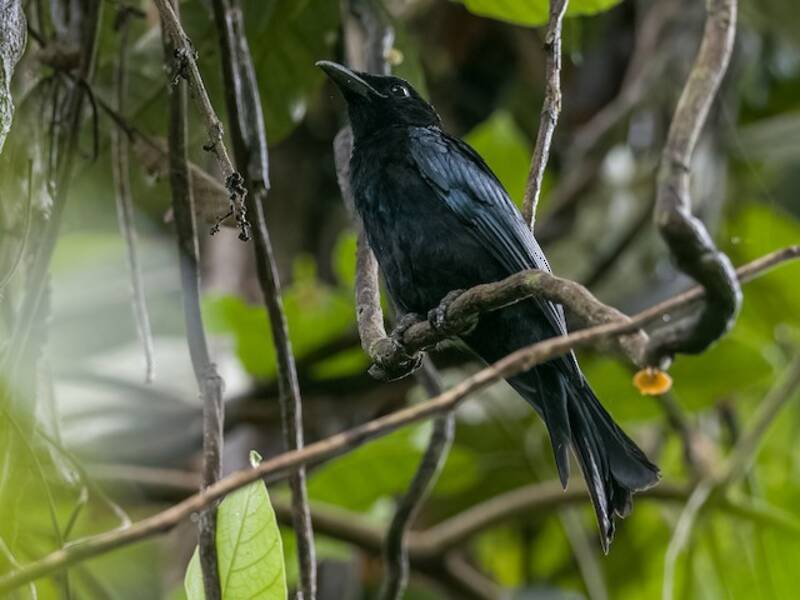 Drongo di Palawan, Foto 4